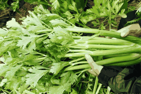 夏季种植芹菜死苗的防治方法